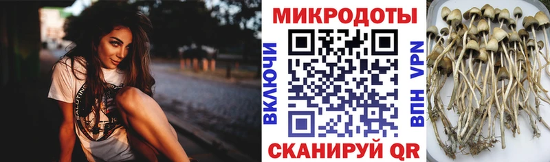 Псилоцибиновые грибы MAGIC MUSHROOMS  где купить наркотик  Белозерск 